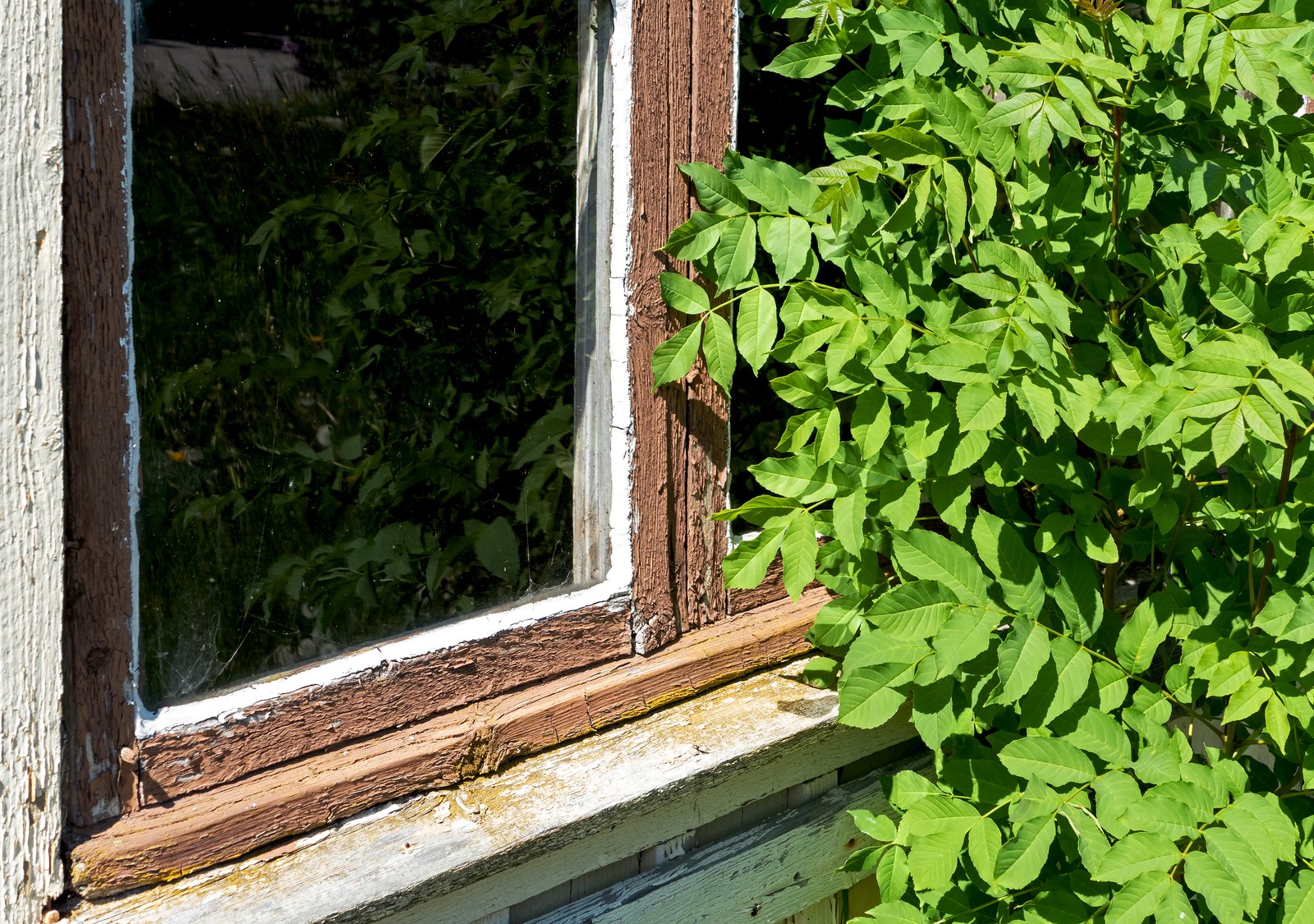 Weathered wooden window frame with peeling paint and a worn sill beside green vegetation.