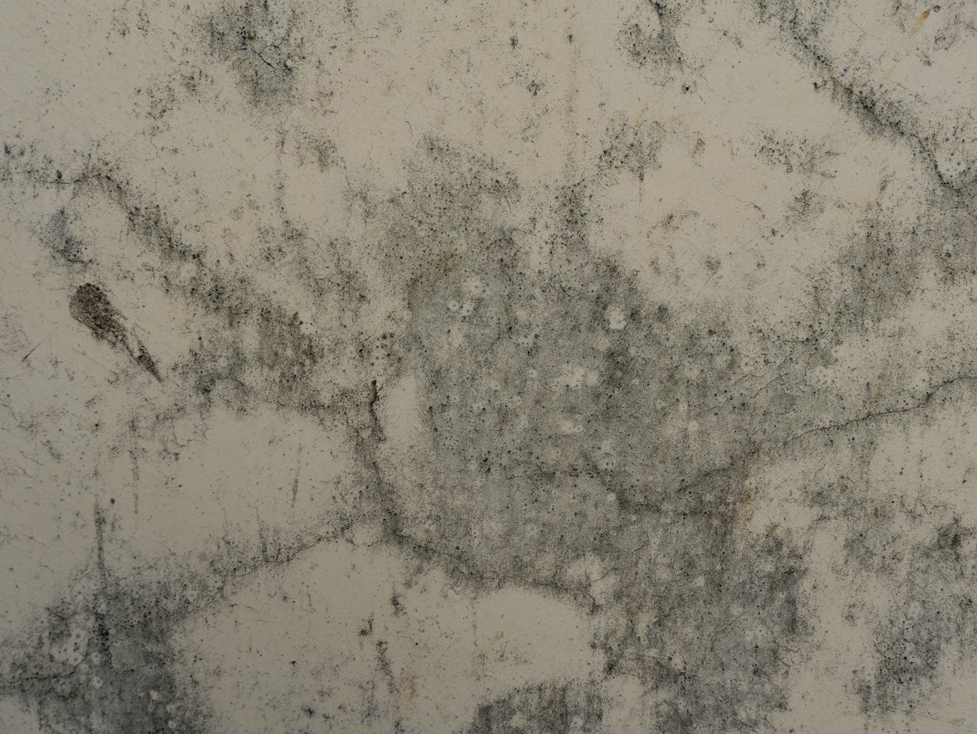 Close-up of dark mold growth across a light textured wall.